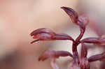 Spring coralroot